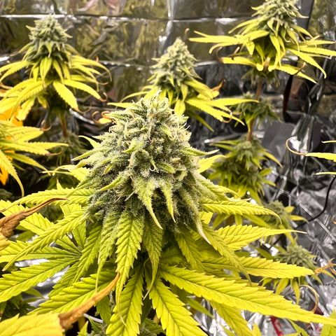 Pineapple Kush 🍍#01 growlog timeline photo