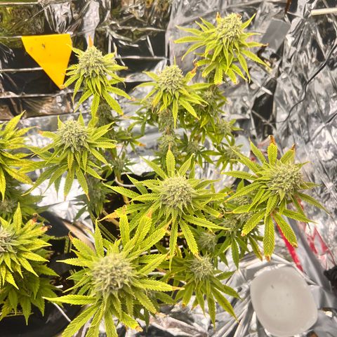 Pineapple Kush 🍍#01 growlog timeline photo