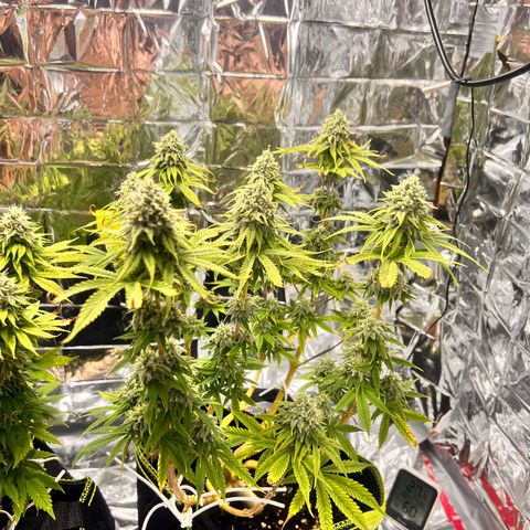 Pineapple Kush 🍍#01 growlog timeline photo