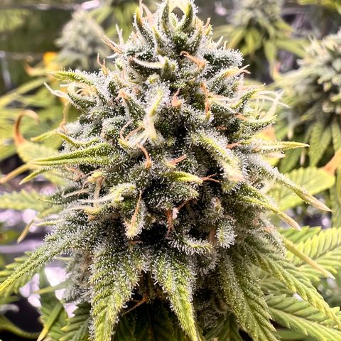 Pineapple Kush 🍍#01 growlog timeline photo