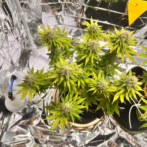 Pineapple kush 🍍#02 growlog timeline photo