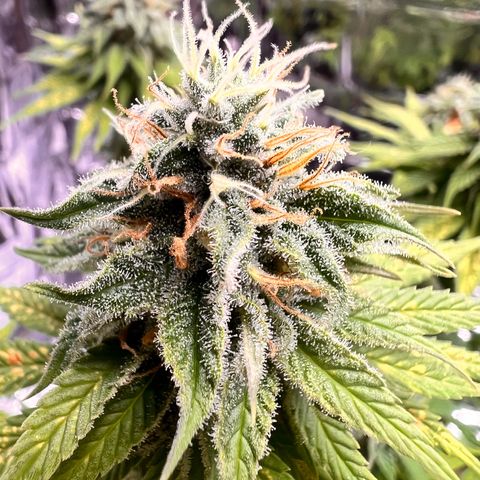 Pineapple kush 🍍#02 growlog timeline photo