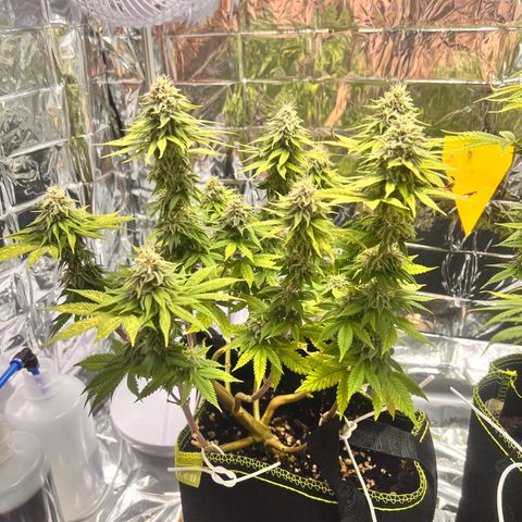 Pineapple kush 🍍#02 growlog timeline photo