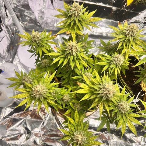 Pineapple kush 🍍#02 growlog timeline photo