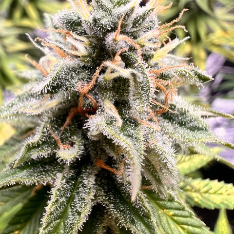 Pineapple kush 🍍#02 growlog timeline photo