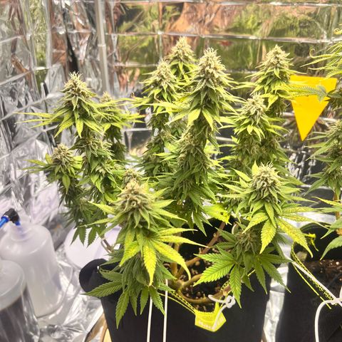 Pineapple kush 🍍#02 growlog timeline photo