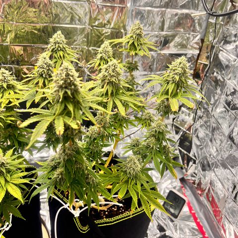 Pineapple Kush 🍍#01 growlog timeline photo