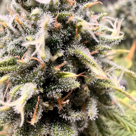 Pineapple Kush 🍍#01 growlog timeline photo