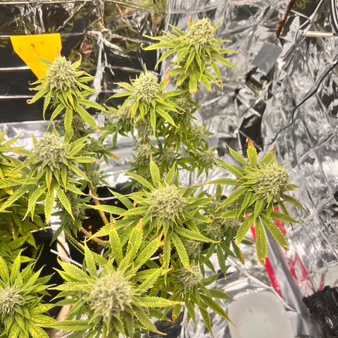 Pineapple Kush 🍍#01 growlog timeline photo