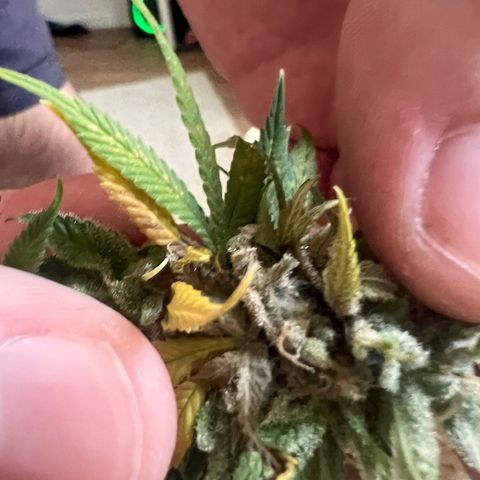 Pineapple kush 🍍#02 growlog photo: Schimmel befall Köpfe abgeschnitten die betroffen sind 