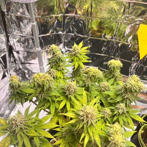 Pineapple kush 🍍#02 growlog photo: Schimmel befall Köpfe abgeschnitten die betroffen sind 