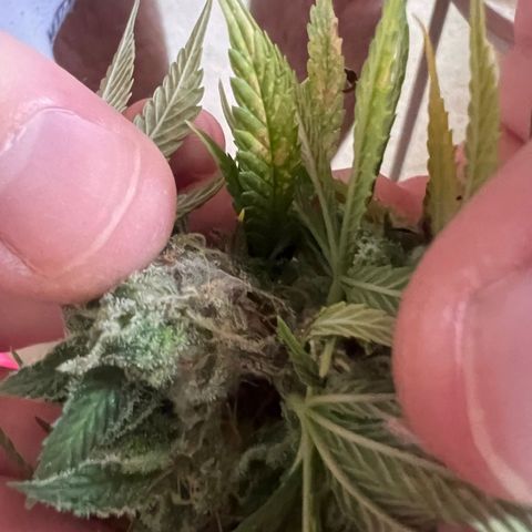 Pineapple kush 🍍#02 growlog photo: Schimmel befall Köpfe abgeschnitten die betroffen sind 