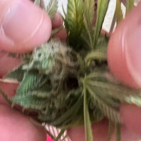 Pineapple kush 🍍#02 growlog photo: Schimmel befall Köpfe abgeschnitten die betroffen sind 