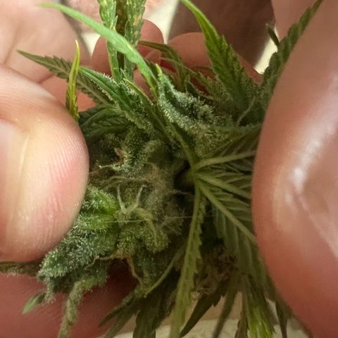 Pineapple kush 🍍#02 growlog photo: Schimmel befall Köpfe abgeschnitten die betroffen sind 