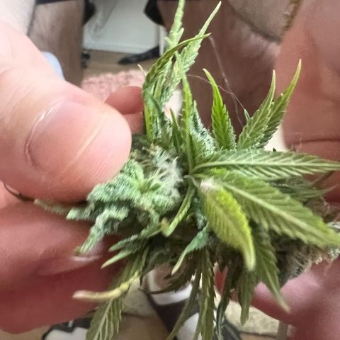 Pineapple kush 🍍#02 growlog photo: Schimmel befall Köpfe abgeschnitten die betroffen sind 