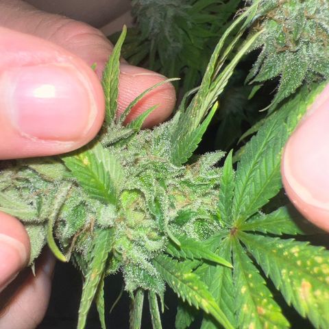 Pineapple kush 🍍#02 growlog photo: Schimmel befall Köpfe abgeschnitten die betroffen sind 