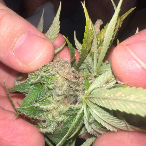 Pineapple kush 🍍#02 growlog photo: Schimmel befall Köpfe abgeschnitten die betroffen sind 