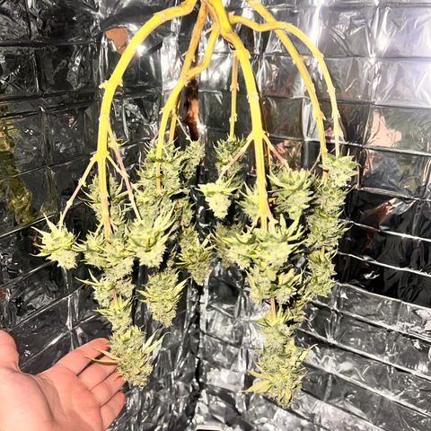 Pineapple Kush 🍍#01 growlog timeline photo