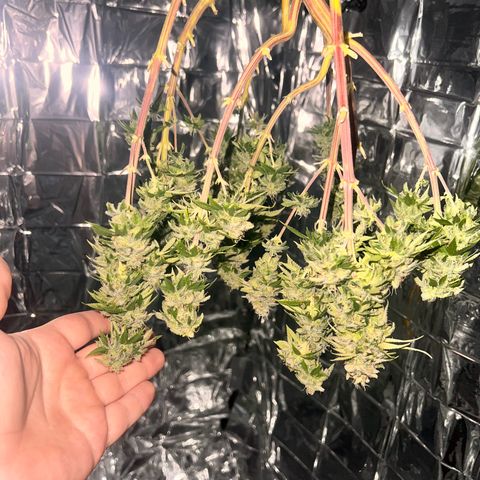 Pineapple kush 🍍#02 growlog timeline photo