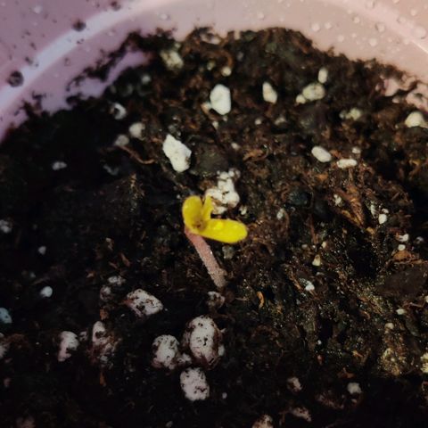 GROOT growlog photo