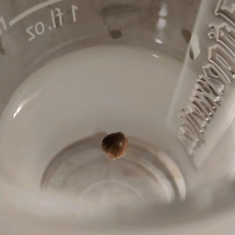 GROOT growlog photo