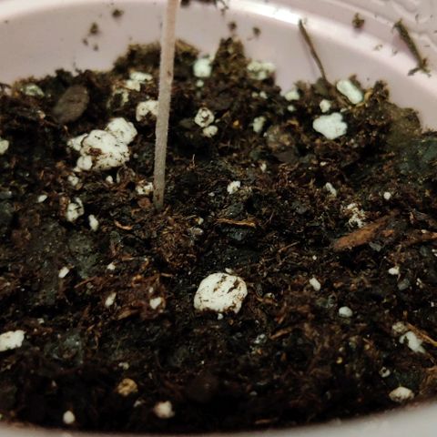 GROOT growlog photo