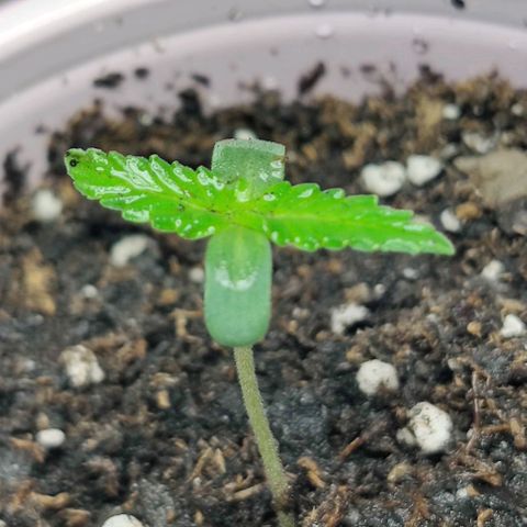 GROOT growlog photo: Growing