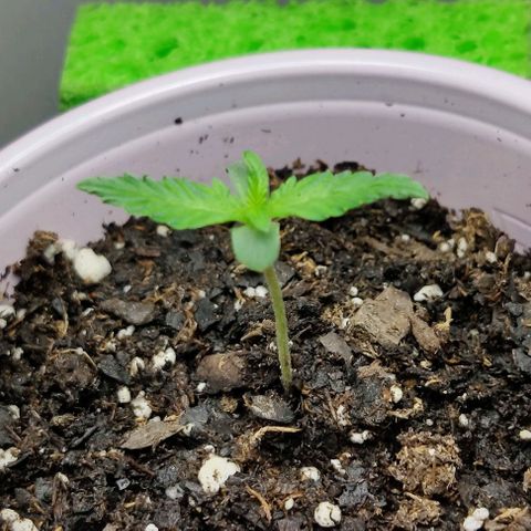 GROOT growlog photo: Second leafs set showing more and growing