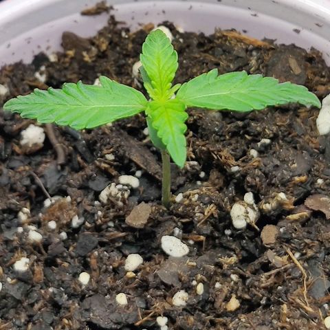 GROOT growlog photo: Growing more and more 