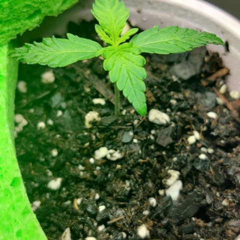 GROOT growlog photo: Growing...
