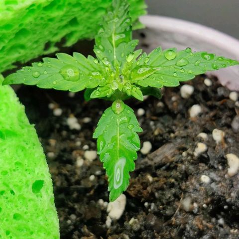 GROOT growlog timeline photo