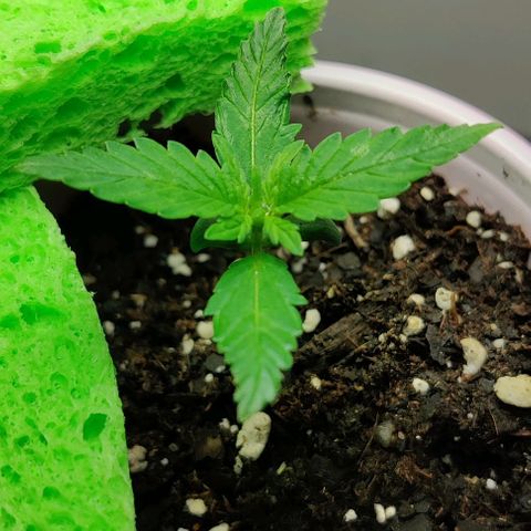 GROOT growlog timeline photo