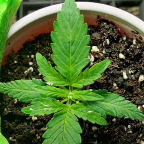 GROOT growlog photo: Growing
