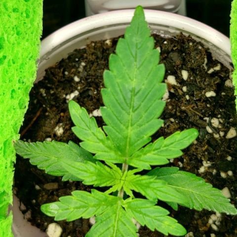GROOT growlog photo: 6:30am