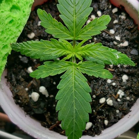 GROOT growlog photo: 6:17 pm