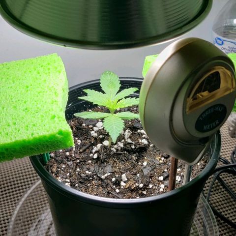 GROOT growlog photo: Transplanted to new 1 gal pot 