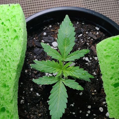 GROOT growlog photo: Transplanted to new 1 gal pot 