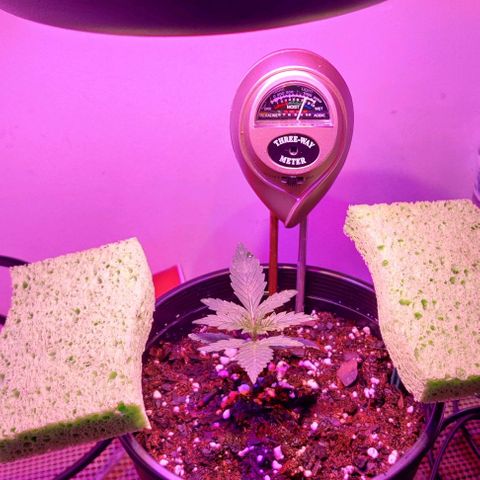 GROOT growlog photo: LED full spectrum light applied