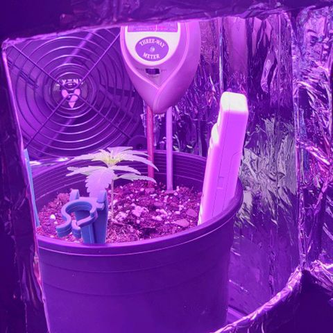 GROOT growlog photo: Had to move inside spacebucket