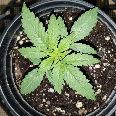 GROOT growlog photo: Gave fox farm nutrients, removed bottom bucket cover. Got better airflow and temp and humidity finally perfect balance achieved.