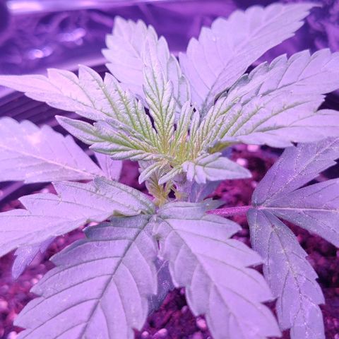 GROOT growlog timeline photo