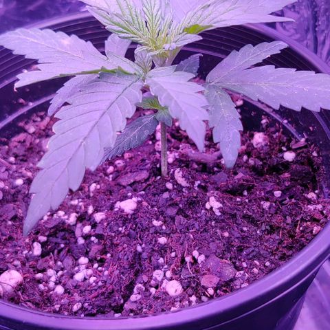GROOT growlog timeline photo