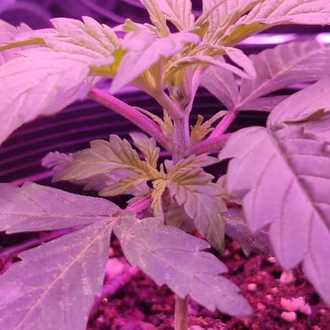 GROOT growlog photo: More nodes showing. Explosion is happening