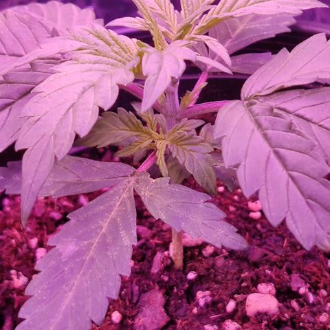 GROOT growlog photo: More nodes showing. Explosion is happening