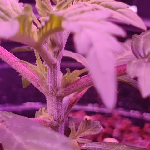 GROOT growlog photo: More nodes showing. Explosion is happening