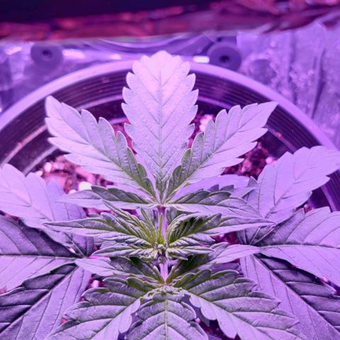 GROOT growlog timeline photo