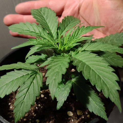 GROOT growlog timeline photo
