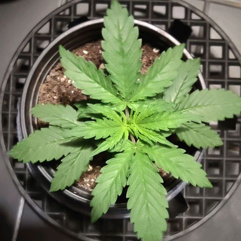 GROOT growlog timeline photo