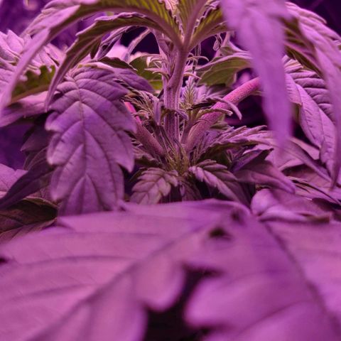 GROOT growlog photo: Female cannabis plant. Sex determined by pistils