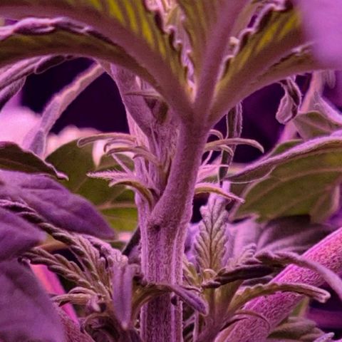 GROOT growlog photo: Female cannabis plant. Sex determined by pistils
